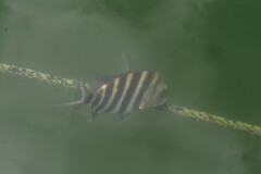 Archosargus probatocephalus