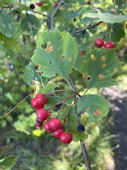 Crataegus punctata