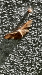 Idaea degeneraria