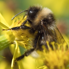 Bombus bohemicus