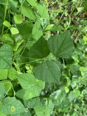 Amphicarpaea bracteata