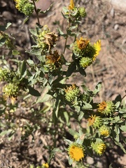 Grindelia squarrosa