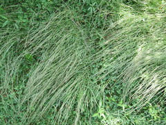 Muhlenbergia schreberi