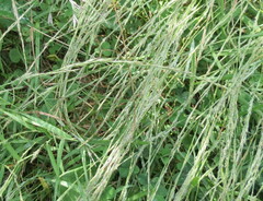 Muhlenbergia schreberi
