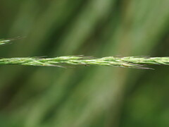 Muhlenbergia schreberi