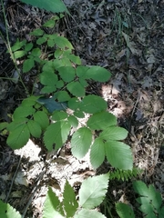 Actaea spicata