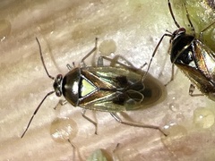 Orthops campestris