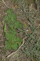 Arctopus echinatus