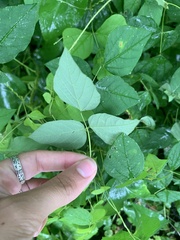 Amphicarpaea bracteata