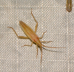 Stenodema trispinosum