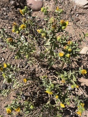 Grindelia squarrosa