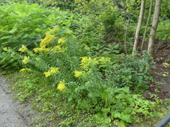 Solidago canadensis