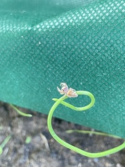 Hentzia mitrata
