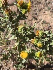 Grindelia squarrosa