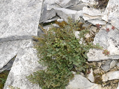 Asplenium ruta-muraria