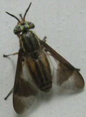 Chrysops aberrans