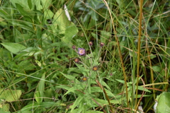 Canadanthus modestus