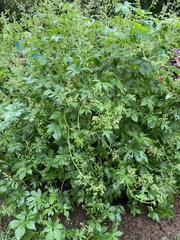 Humulus scandens