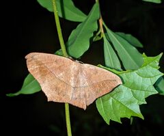 Prochoerodes lineola