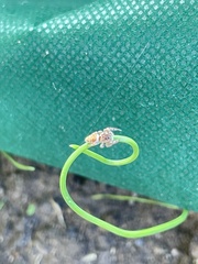 Hentzia mitrata