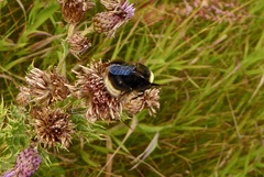 Bombus occidentalis