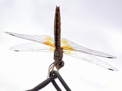 Trithemis kirbyi