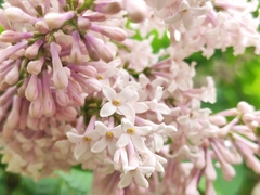 Syringa meyeri