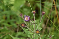 Canadanthus modestus