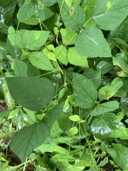 Amphicarpaea bracteata