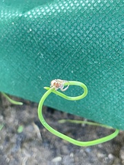 Hentzia mitrata