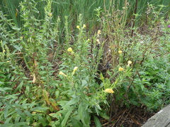 Oenothera biennis