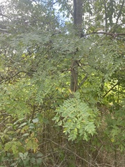 Gleditsia