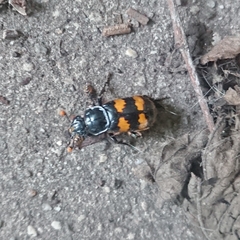 Nicrophorus interruptus