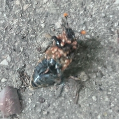 Nicrophorus interruptus