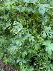 Humulus scandens