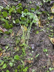 Allium vineale