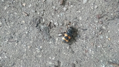 Nicrophorus interruptus