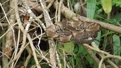 Bothrops jararaca