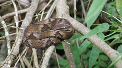 Bothrops jararaca
