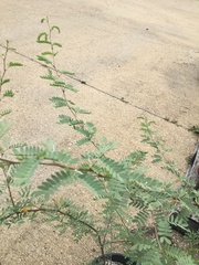 Prosopis