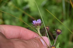Canadanthus modestus