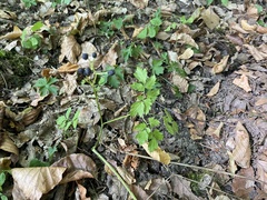 Actaea spicata