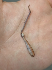 Anacridium aegyptium