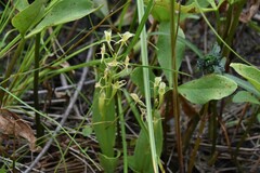 Liparis loeselii