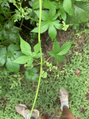 Humulus scandens