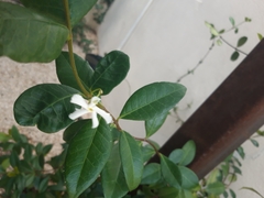 Trachelospermum jasminoides