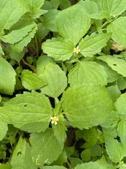 Galinsoga quadriradiata