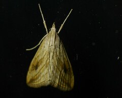 Evergestis forficalis