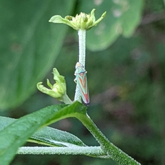 Graphocephala coccinea