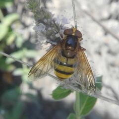 Volucella inanis